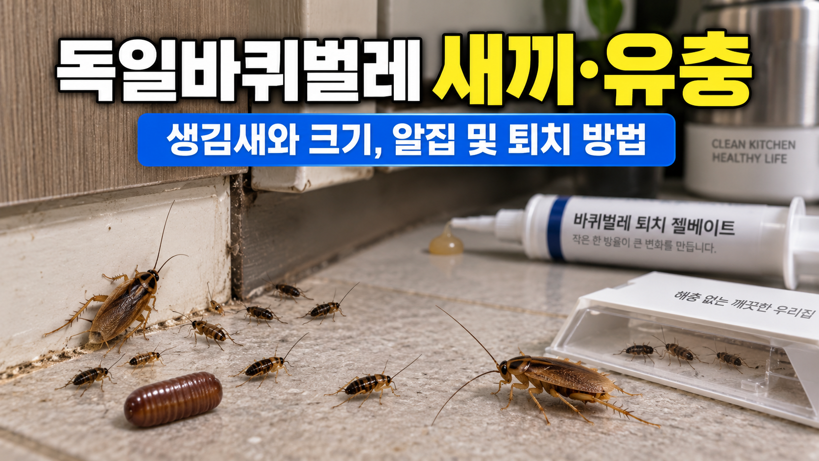 독일바퀴벌레 새끼 유충 생김새와 알집 및 퇴치 모습