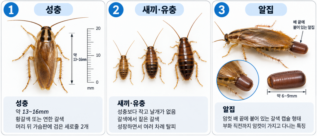 독일바퀴 성충 유충 알집 크기와 특징